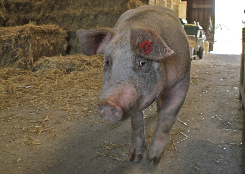 Producción de carne de cerdo