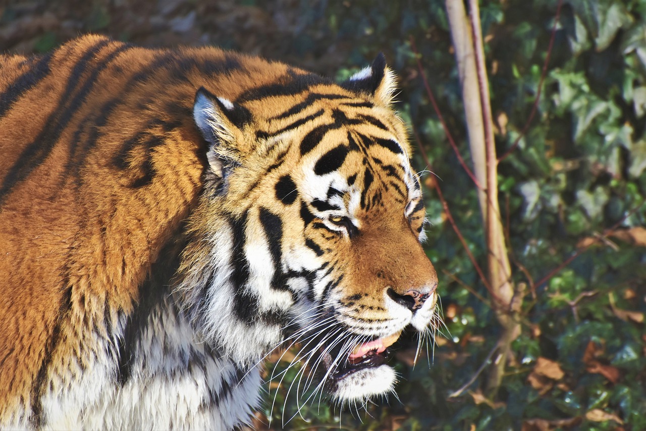 Tigre siberiano
