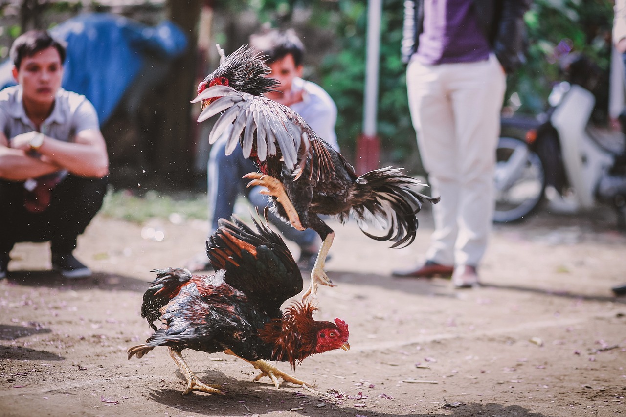 Agentes y activistas colaboran en la incautación de 400 gallos y gallinas utilizados para peleas en Estados Unidos
