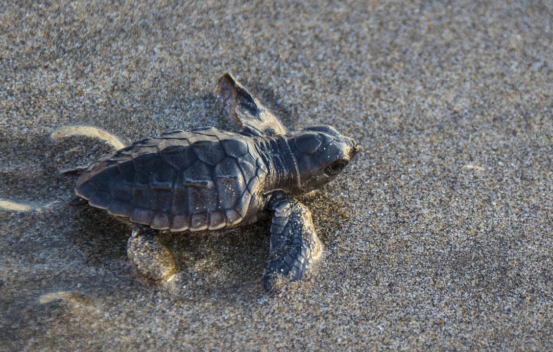 La tortuga marina más amenazada del mundo sorprende a los científicos en una inusual zona de nidificación