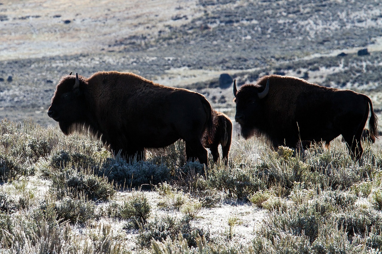 Bisontes americanos