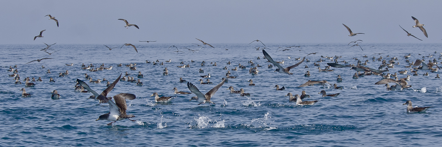 Voluntarios buscan aves deslumbradas por la contaminación lumínica en Canarias