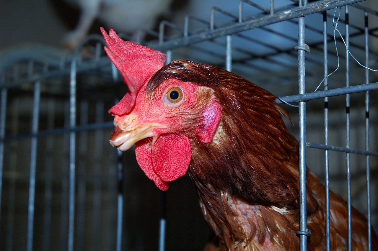 Igualdad Animal documenta la muerte de más de 1000 gallinas ahogadas en una granja de Algemesí