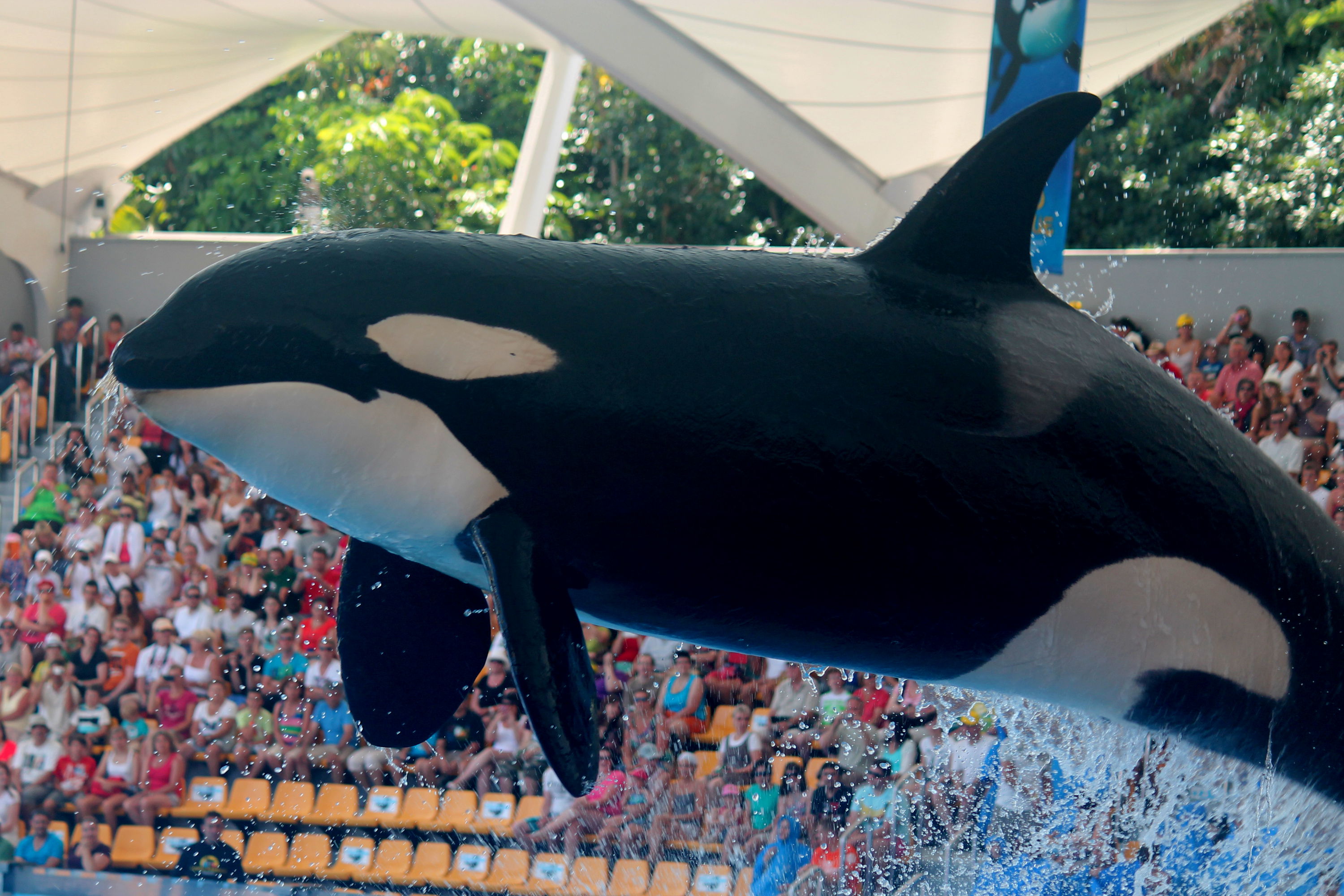 Muere en Loro Parque la orca Keto: nunca conoció la libertad