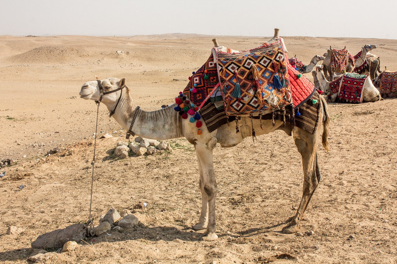 Camellos en Egipto