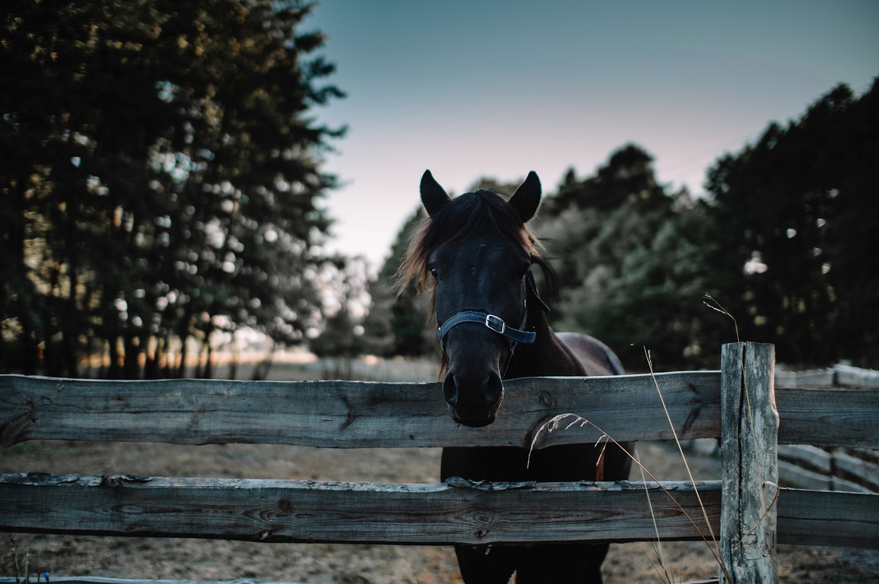 Caballos enfermos o ancianos acaban en los mataderos para producción de carne o pieles