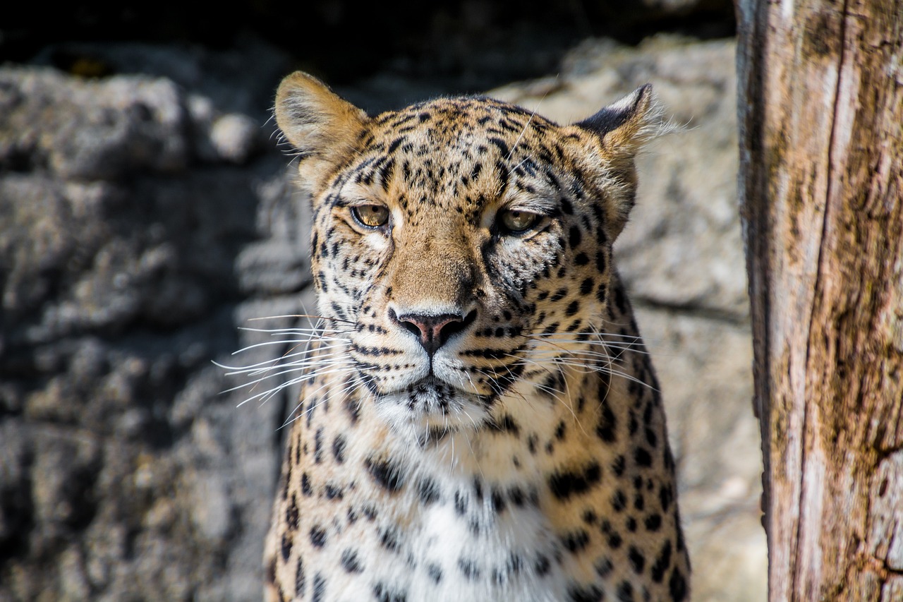 Cabárceno abate a un leopardo persa pocos días después de su llegada al zoo