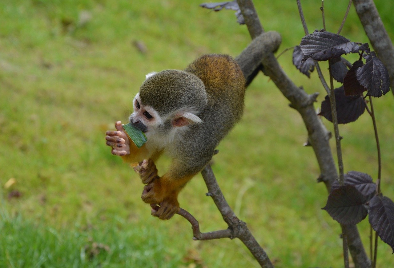 Doce primates se suman a la larga lista de animales muertos en zoológicos por negligencias