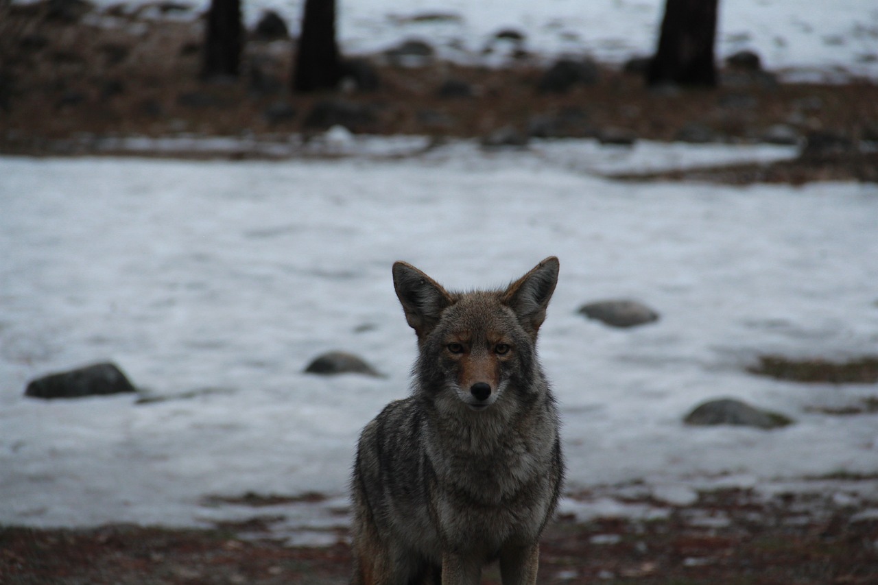 Coyote en Yosemite National Park