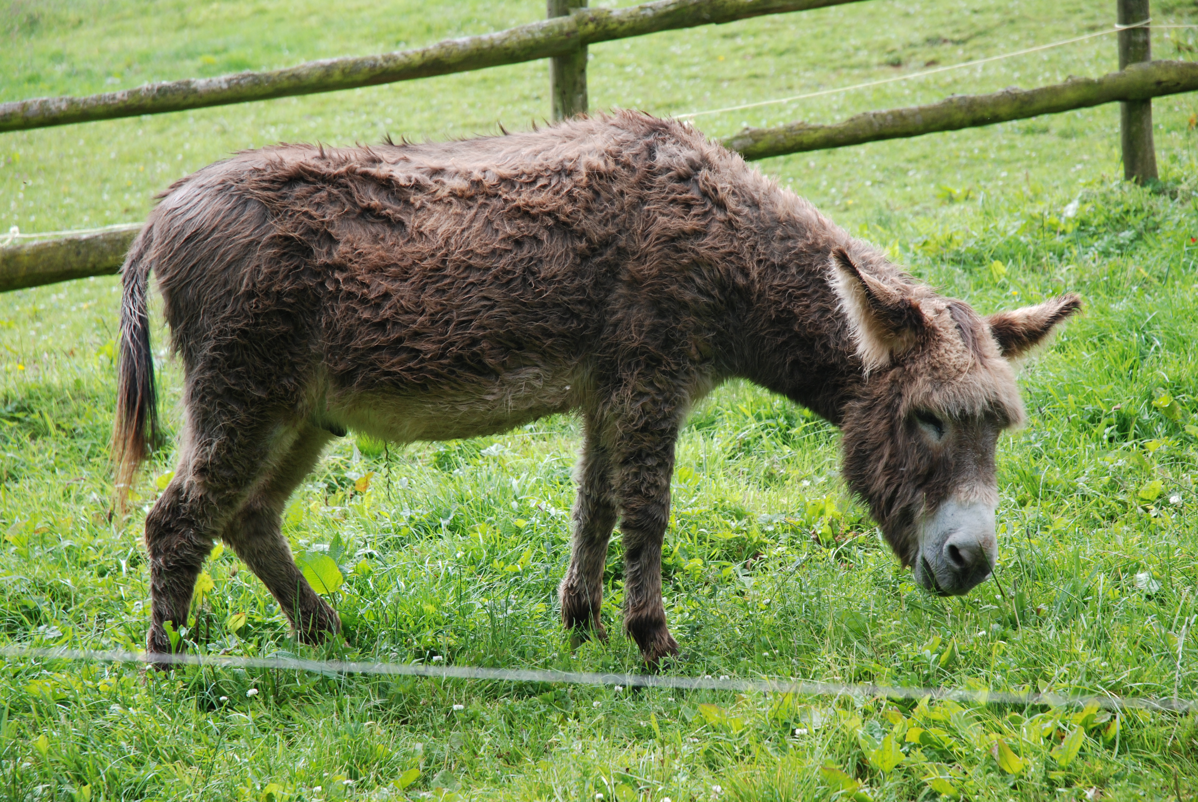 Más de 370000 personas piden a Amazon que deje de vender piel de burro