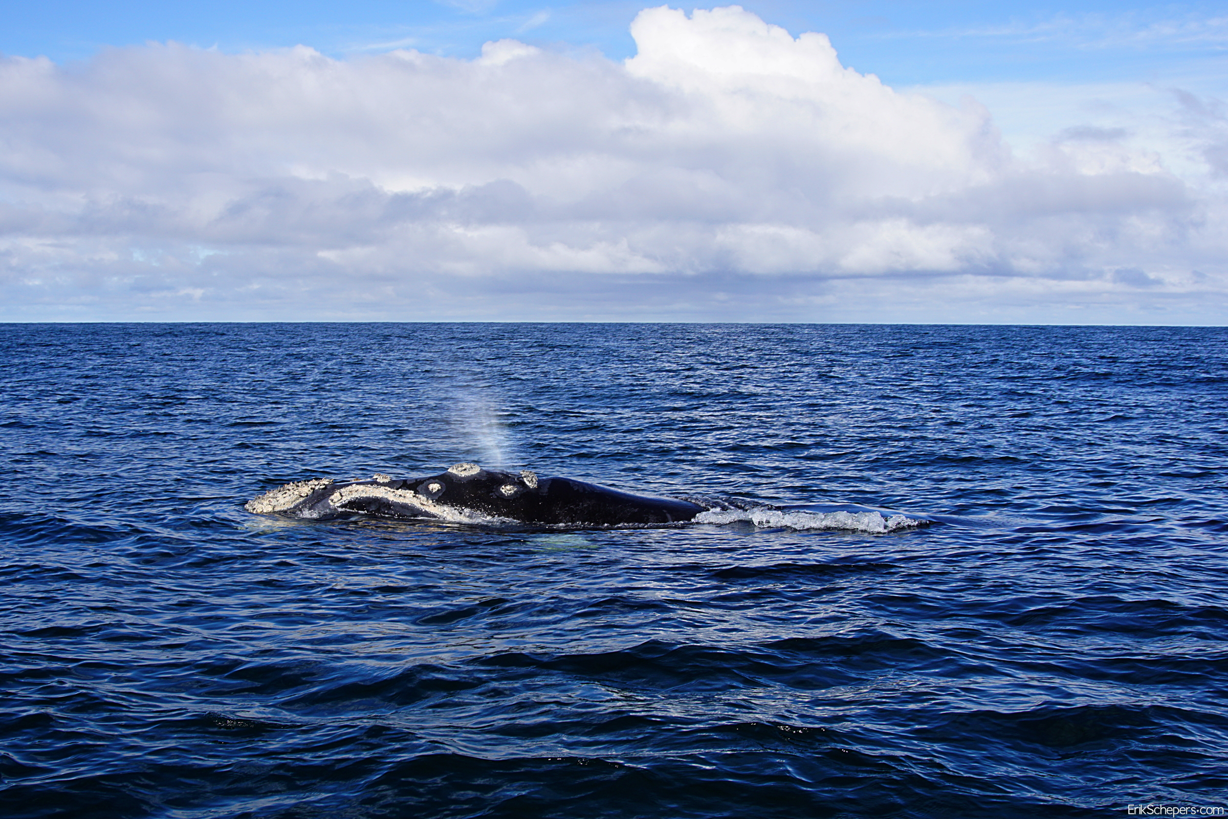 Ballena franca del Atlántico Norte
