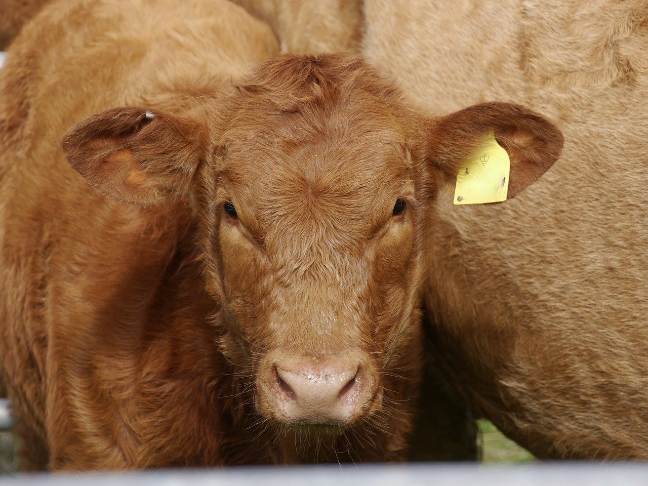 El principal medio de financiación de la ganadería en Europa juega a favor de la crisis climática