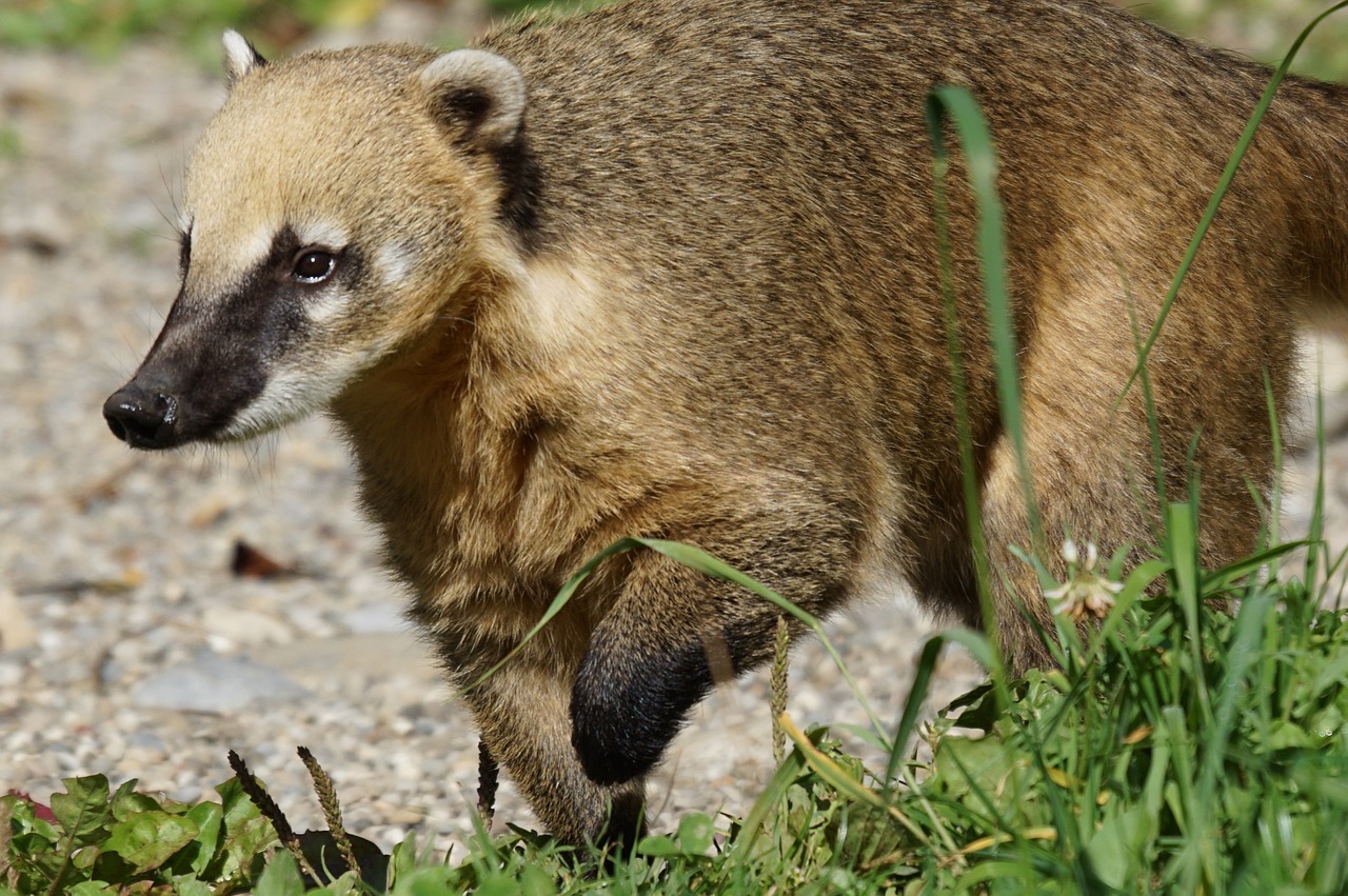 Coatí