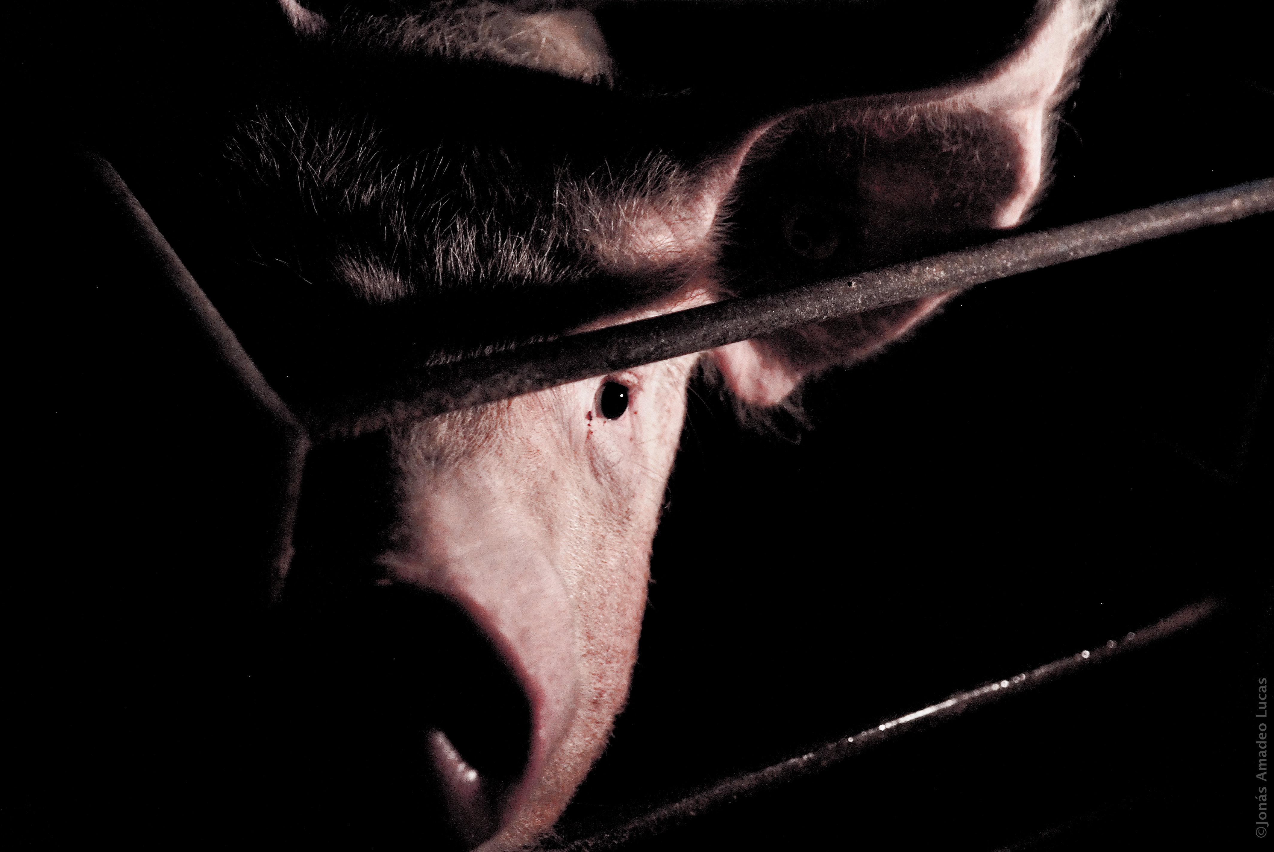 Más «granjas de los horrores» saltaron a los titulares para cerrar 2024