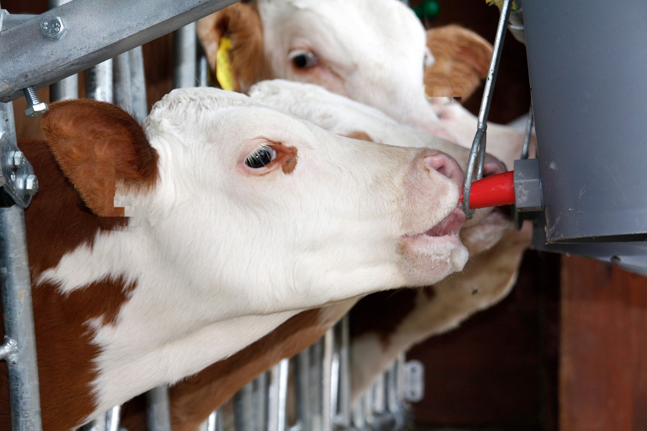 Berkeley (California) prohíbe las granjas intensivas