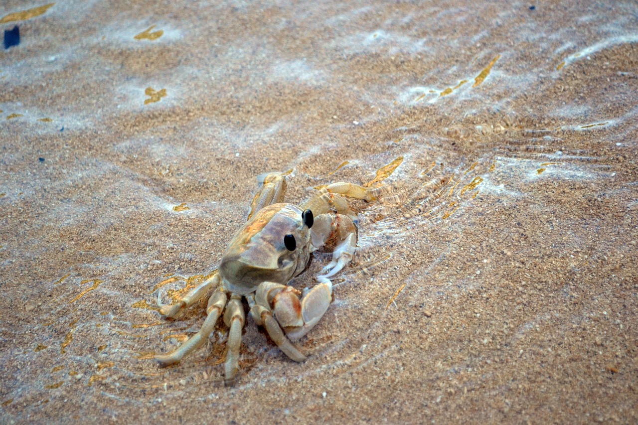 Cangrejo de playa