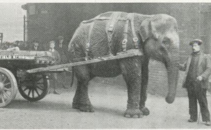 Lizzie, una elefanta en la Gran Guerra