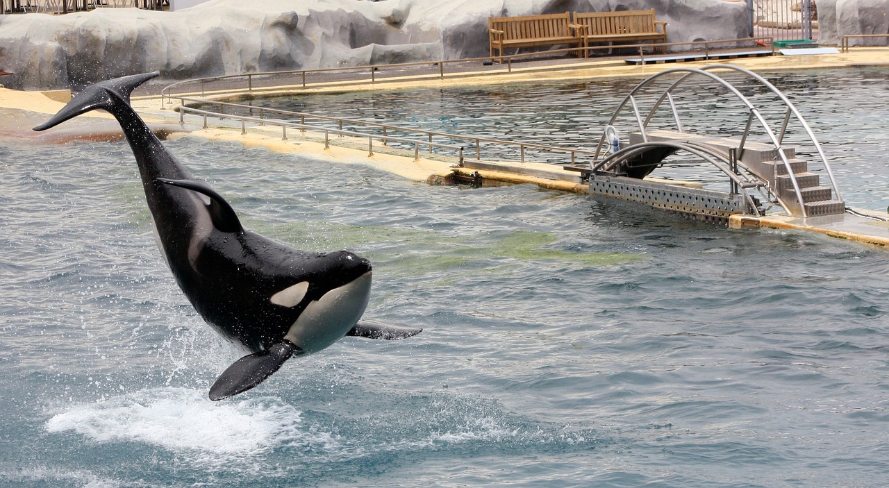 Orca en Marineland Antibes