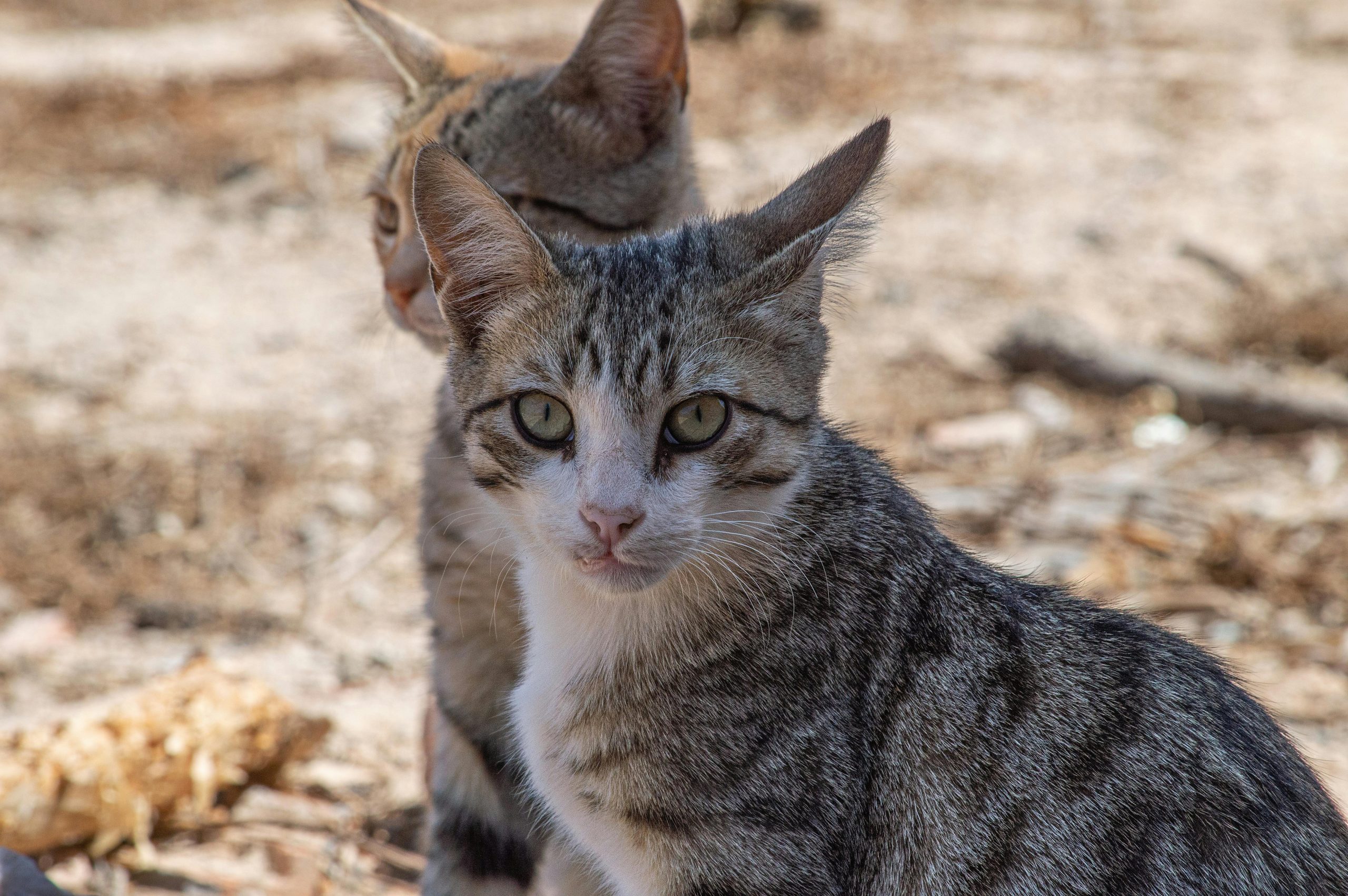 Gatos comunitarios