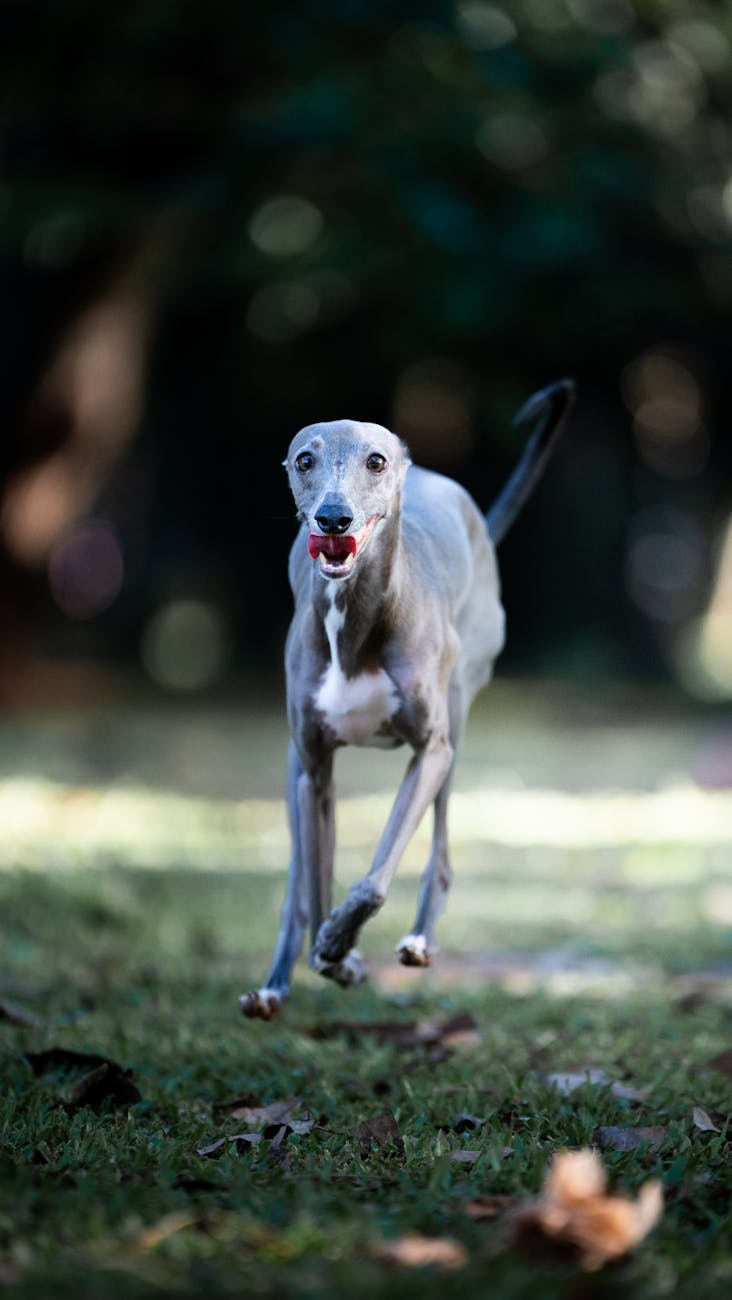 Las carreras de galgos tienen sus días contados en Nueva Zelanda