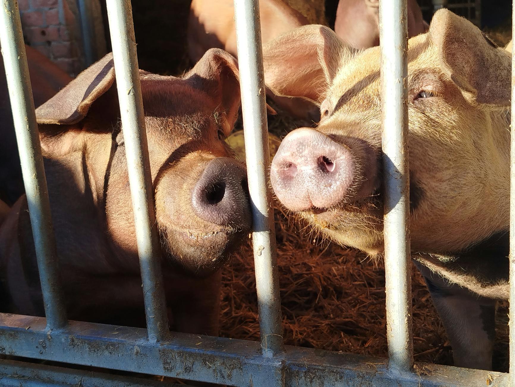 La falta de inspecciones en mataderos brasileños tiene graves consecuencias sobre los animales
