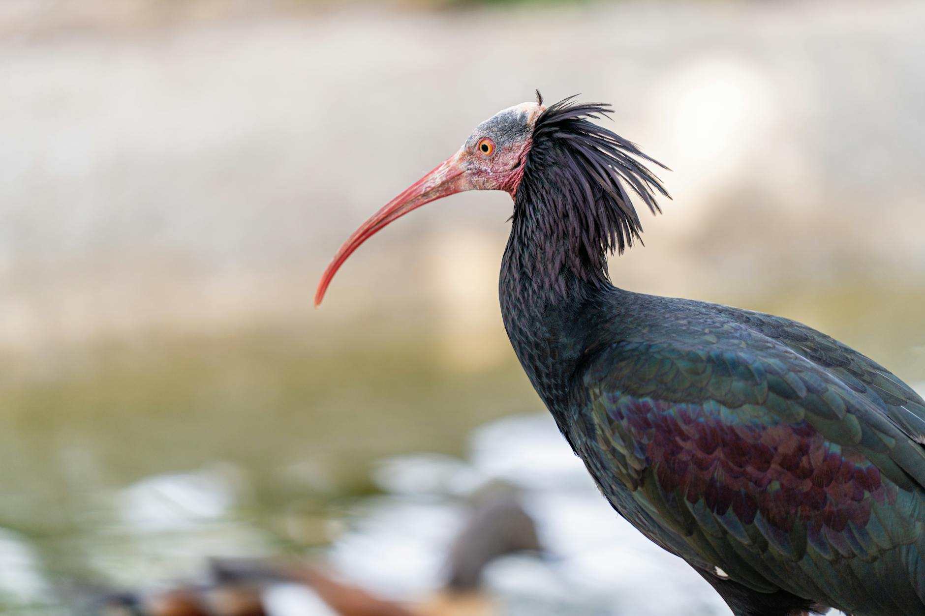 Juzgado un hombre por abatir a cinco ibis eremitas, especie considerada «extinta» en la Península Ibérica