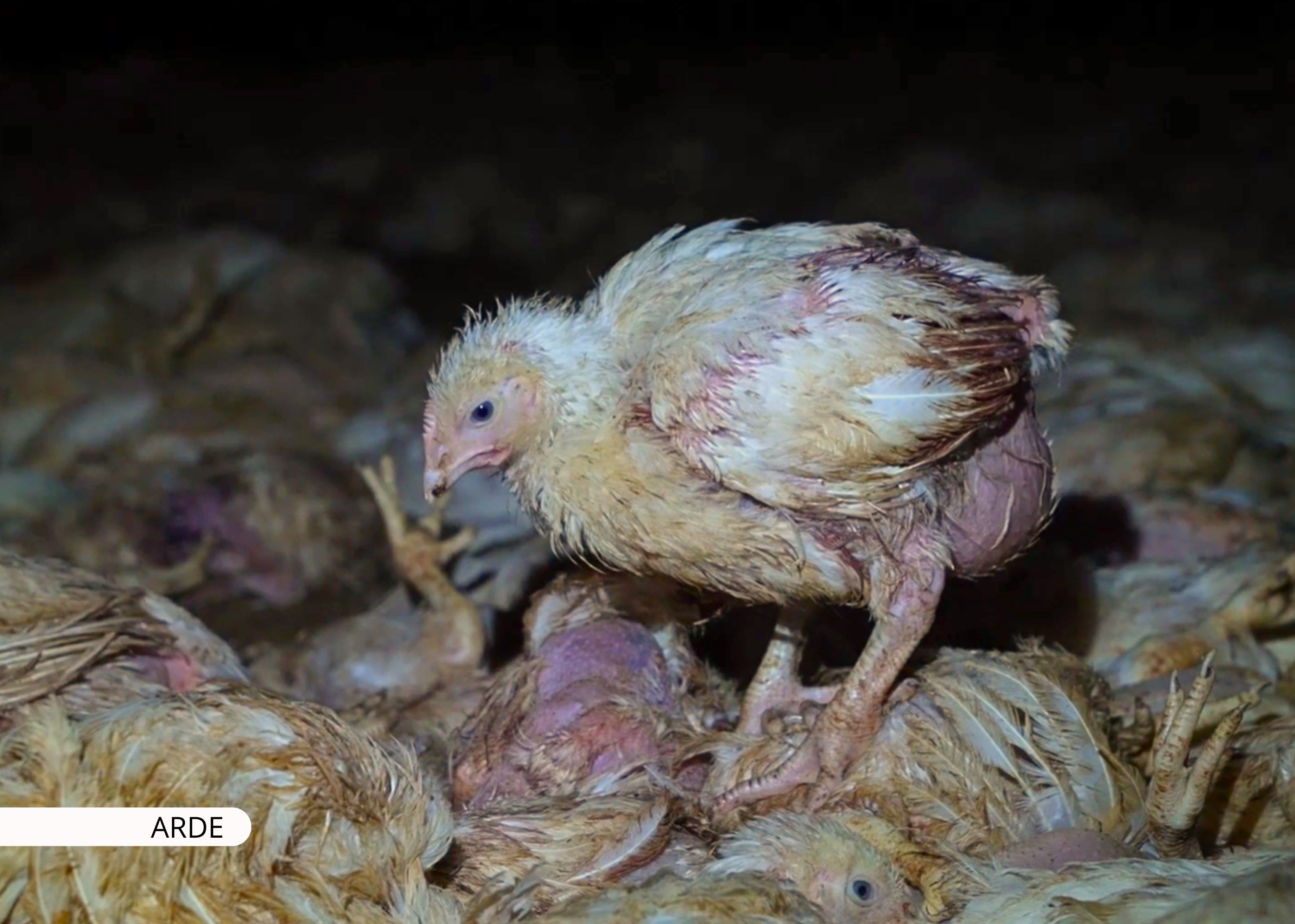 La «masacre de Coímbra»: espeluznantes imágenes en una granja portuguesa que vende pollo congelado en Mercadona