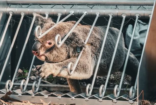 «Doggy doors»: Las puertas que evitan atropellos a los koalas en Australia