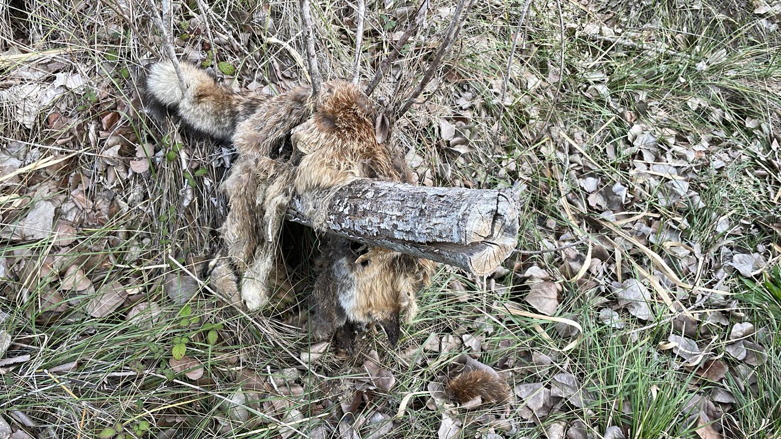 Free Fox denuncia la muerte de un zorro que apareció colgado de un árbol y sin una pierna en Valencia