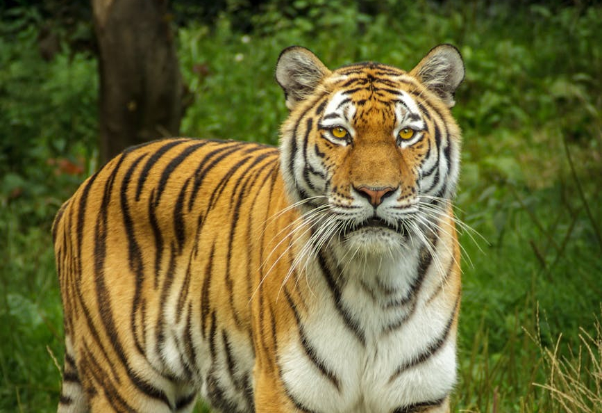 La población de tigres se ha duplicado en India en doce años