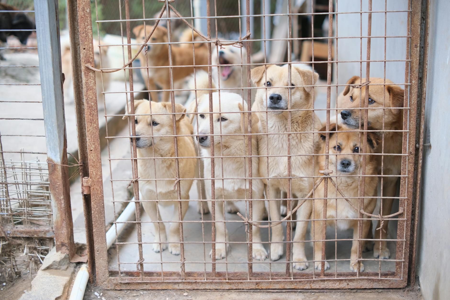 Presentan una propuesta legislativa en Indonesia para prohibir el comercio de carne de perro y gato