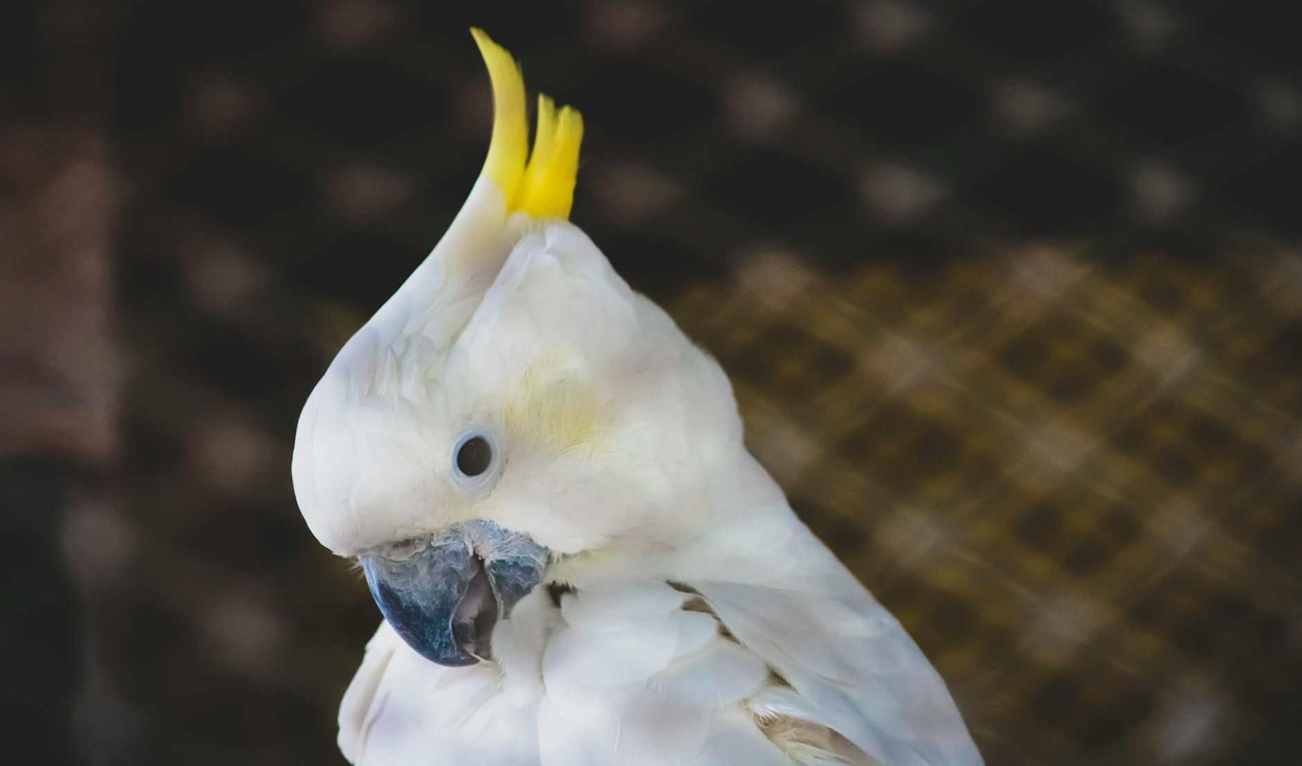 Un estudio revela las carencias en el registro de animales exóticos en hogares y el conocimiento del riesgo de zoonosis