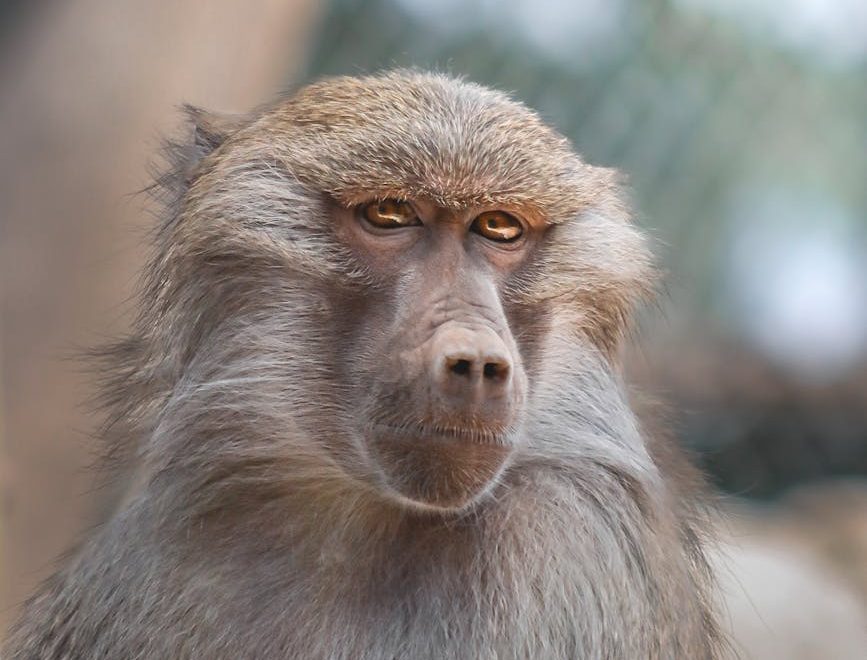 Los laboratorios de Virginia enviarán a sus primates a santuarios en lugar de sacrificarlos