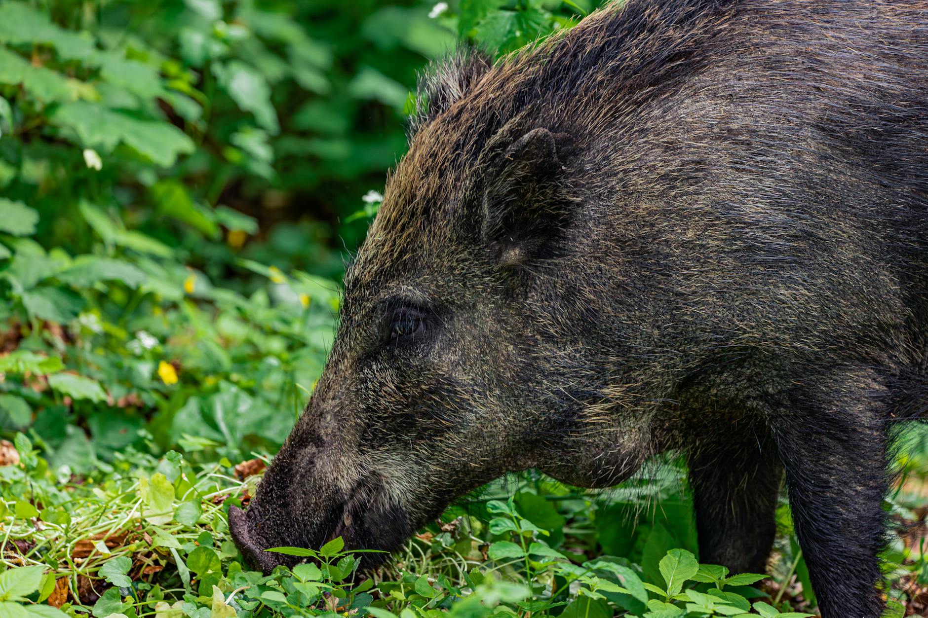Una reforma legislativa permitirá a niños y niñas acompañar a los cazadores en batidas y monterías en el País Vasco
