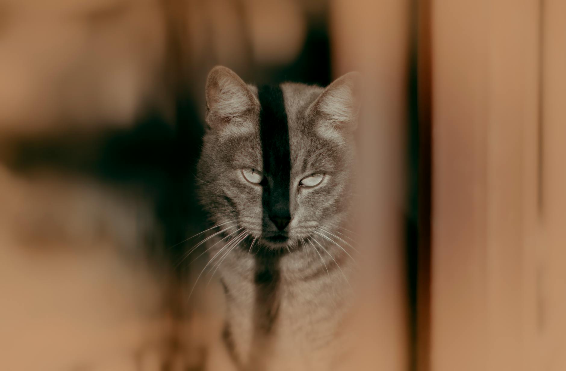 Un ayuntamiento malagueño impide a las gestoras de colonias felinas la atención a los gatos