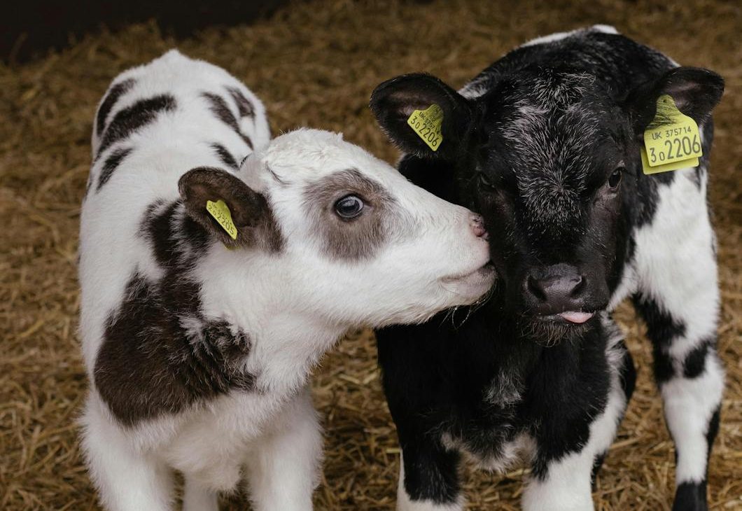 La mayoría de los británicos desaprueban las prácticas más comunes en ganadería