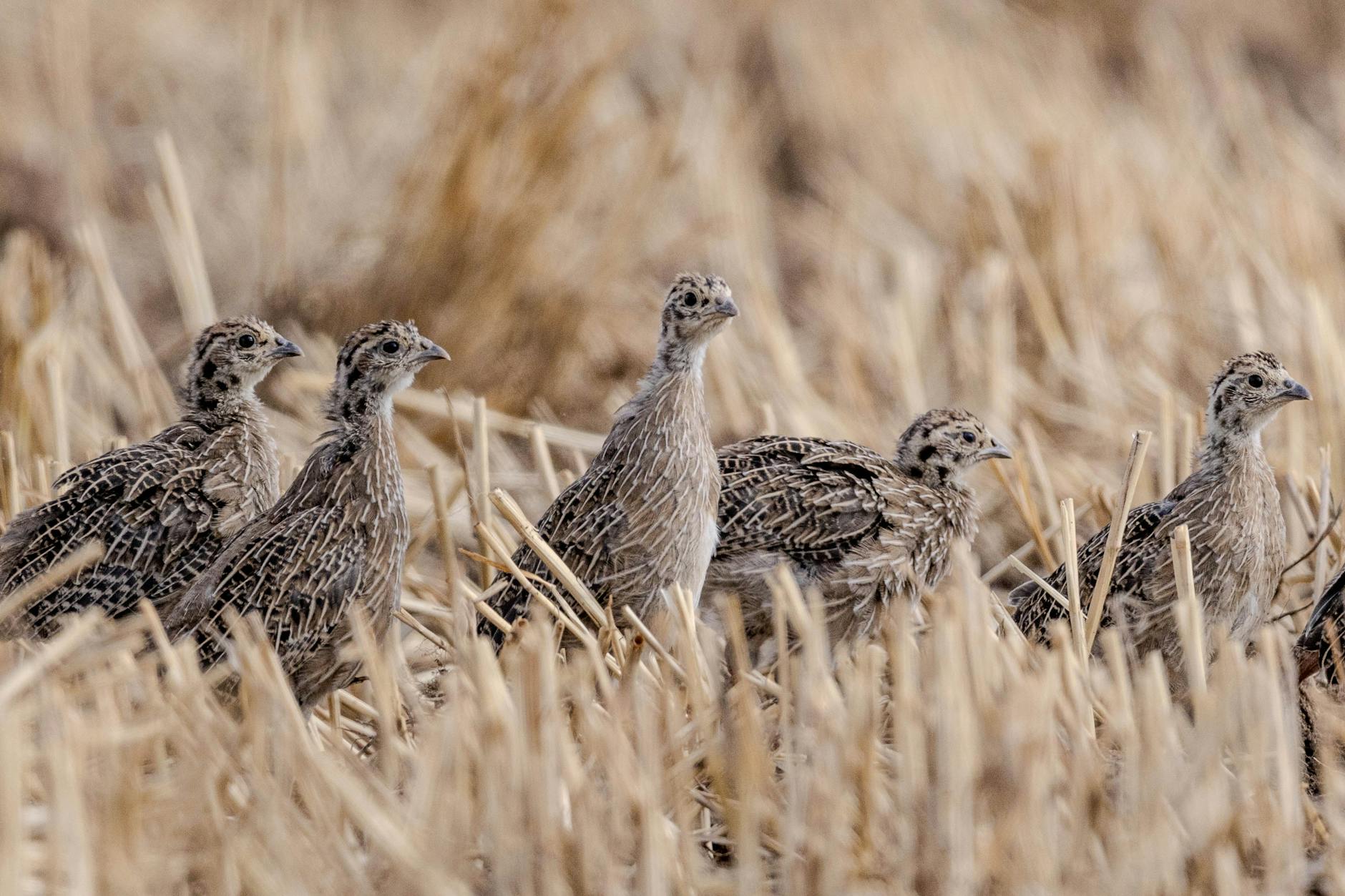 Los cazadores logran que la codorniz no sea catalogada como «en peligro de extinción» en España