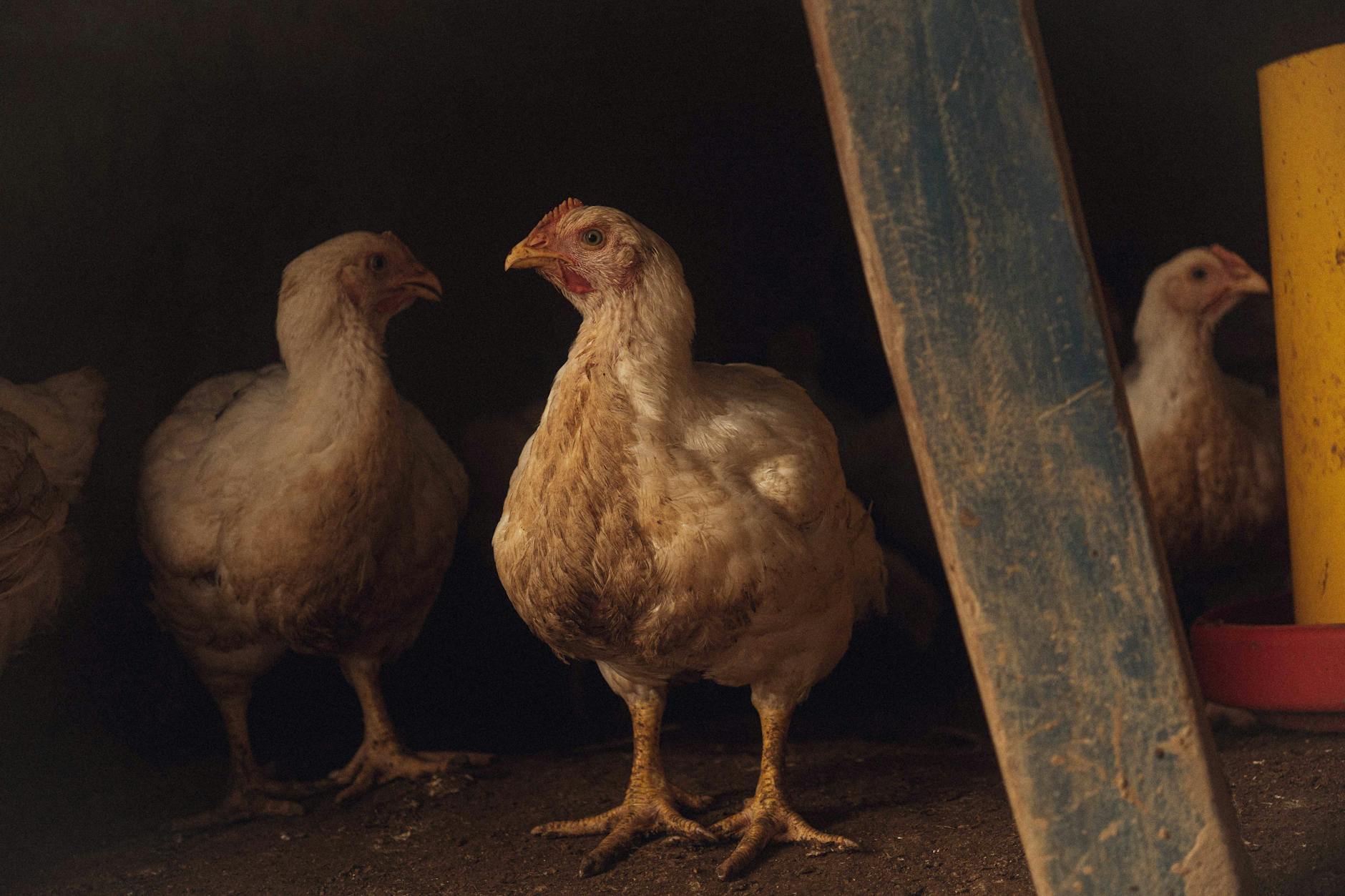 500 millones de pollos mueren antes del sacrificio en Estados Unidos