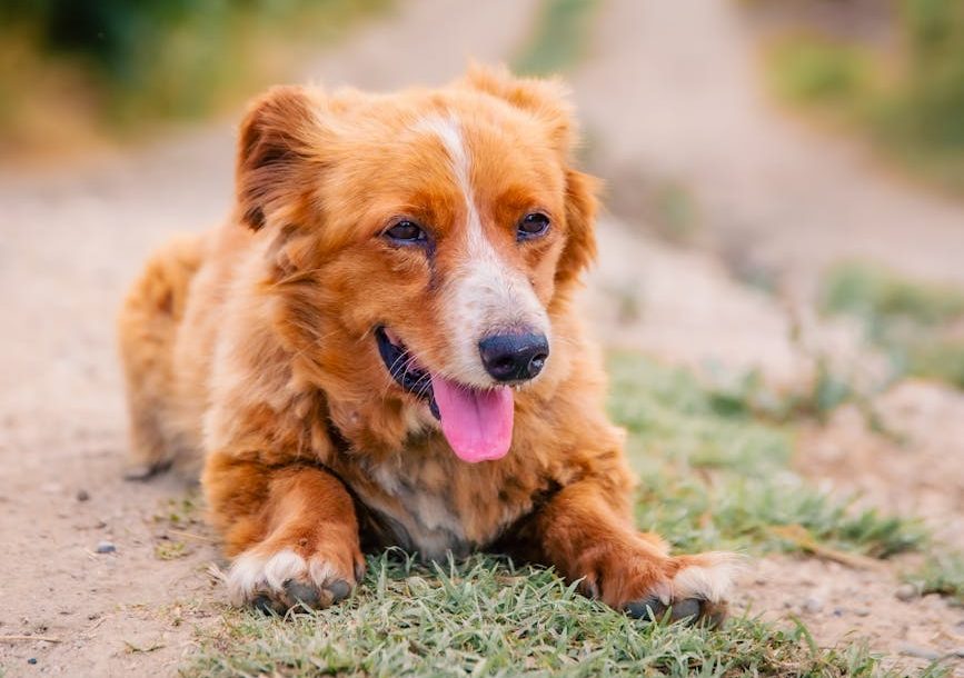Veterinarios alertan de la baja tasa de vacunación de animales en Castilla-La Mancha