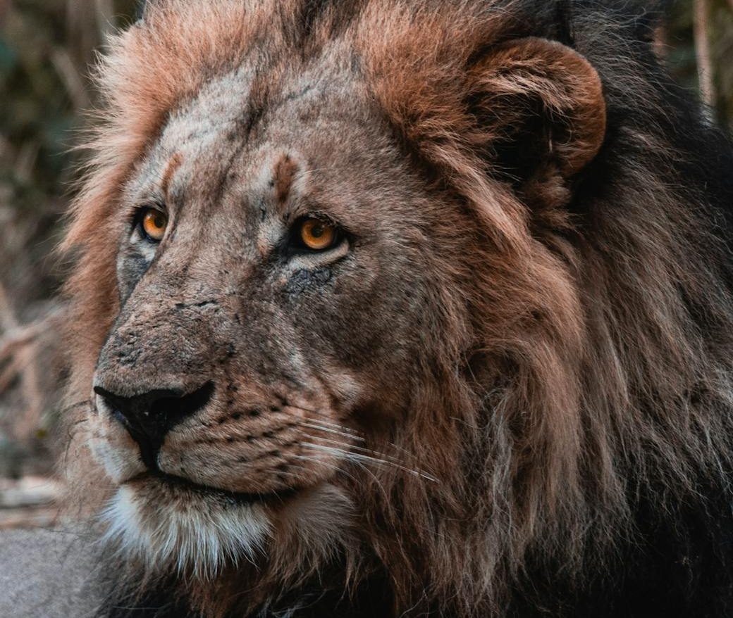 Hallan a cuatro leones y un leopardo en una instalación no registrada en Malta