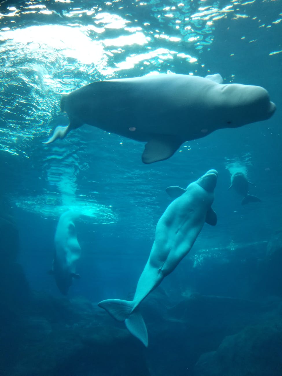18 belugas han muerto en Marineland Canada desde 2019