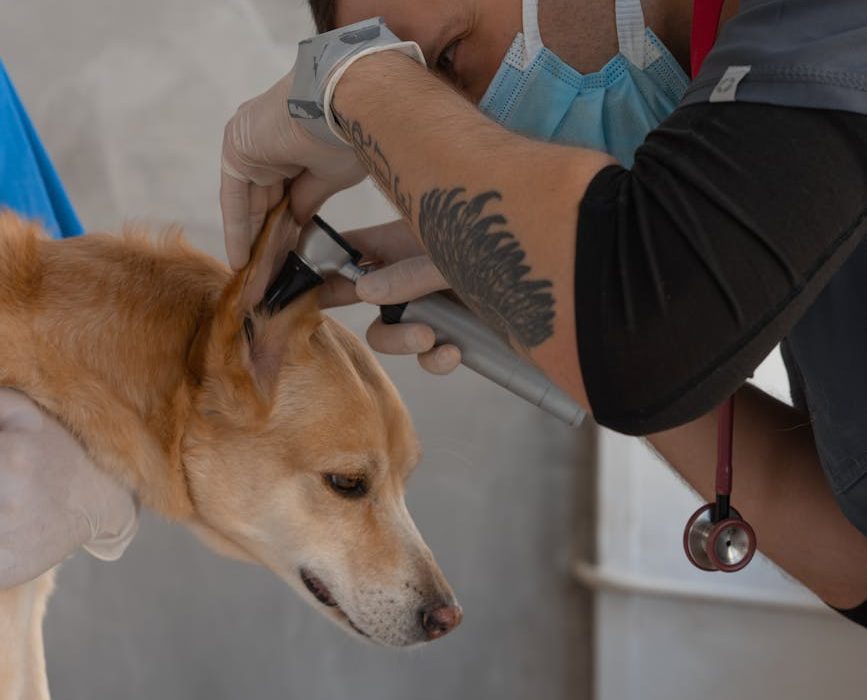 El programa Mejores Amigos facilita la atención veterinaria a animales con personas en situación de vulnerabilidad