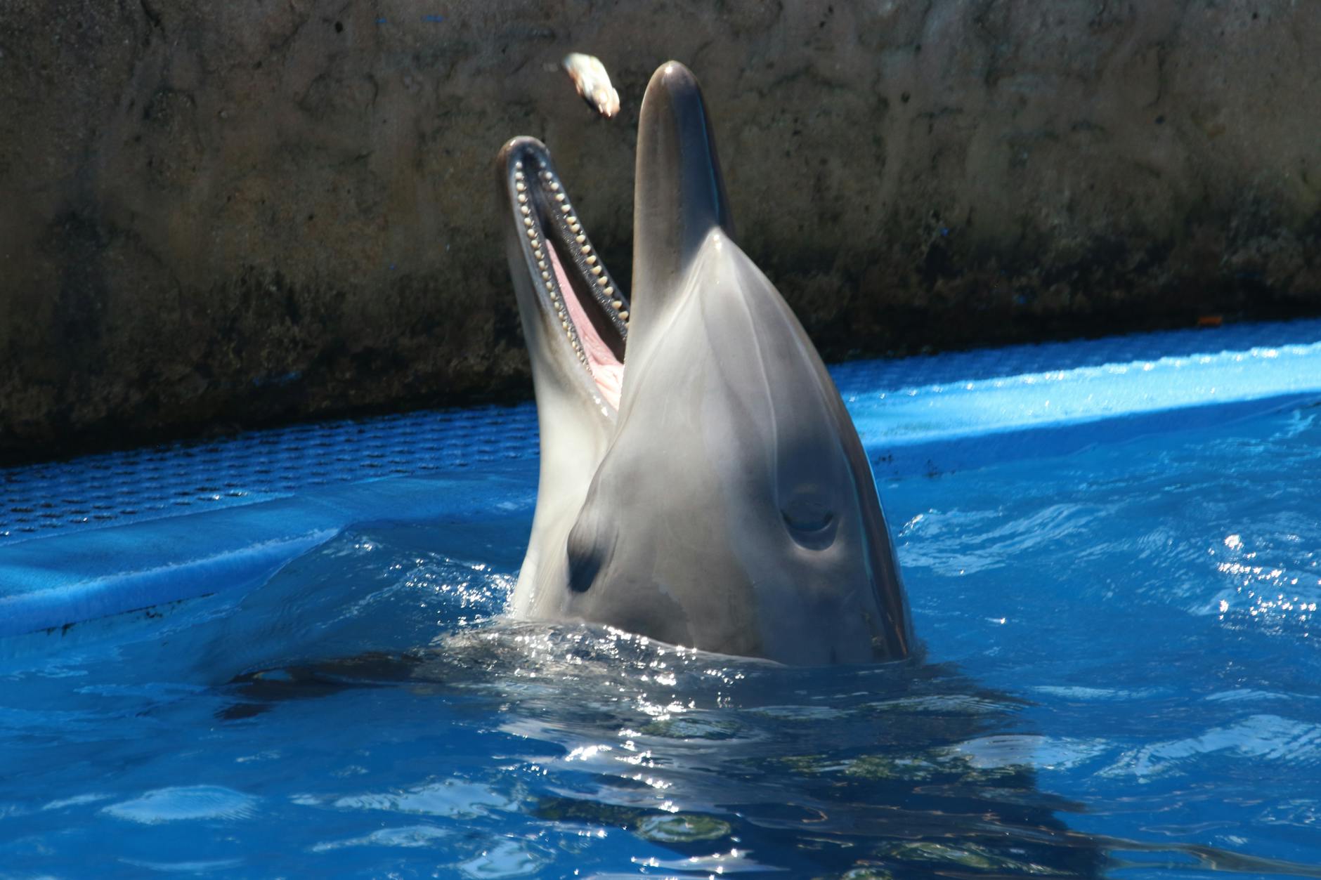 El Zoo de Madrid traslada a sus delfines a China