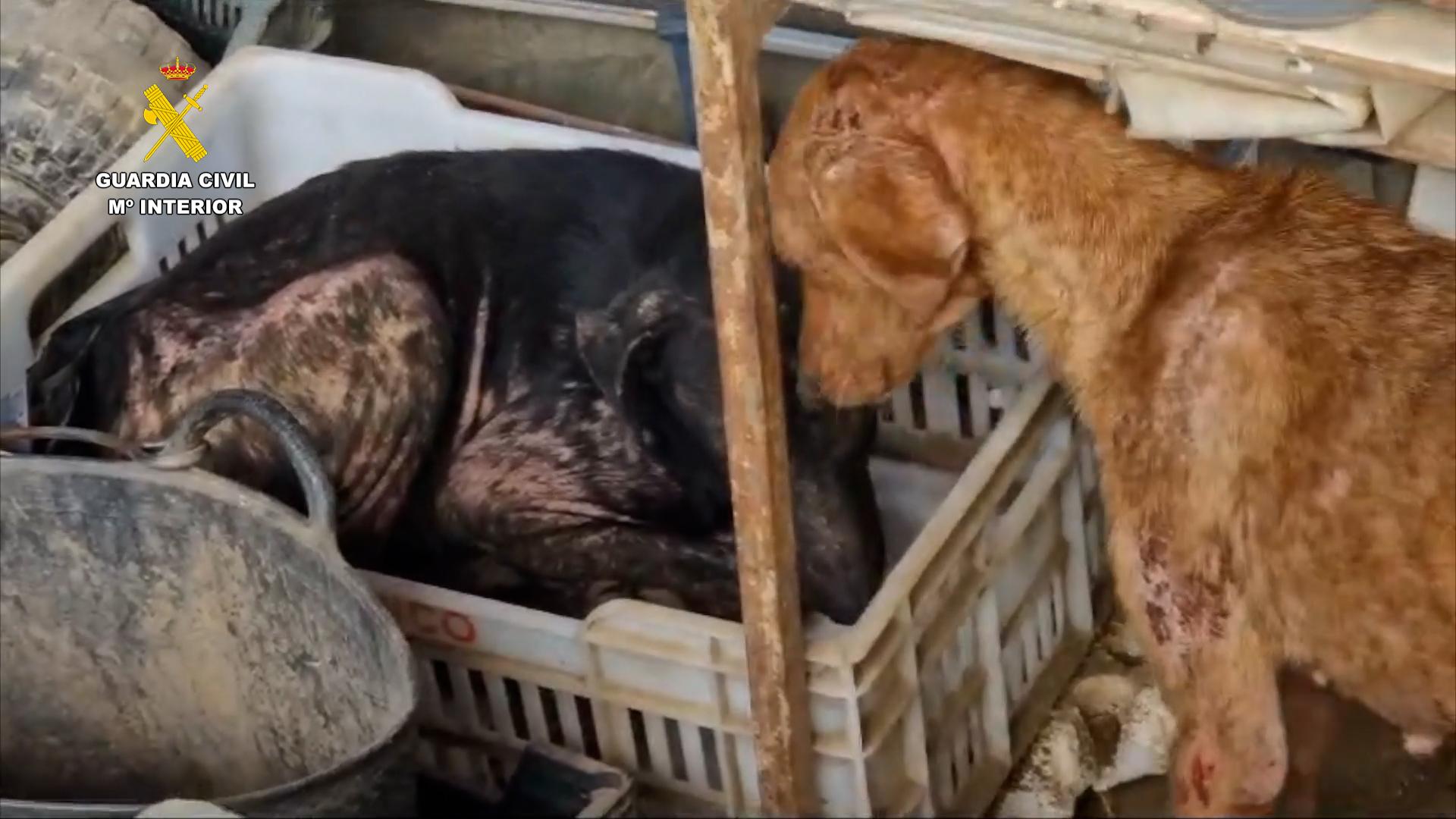 Rescatados en Málaga casi 200 animales en situación de maltrato y abandono