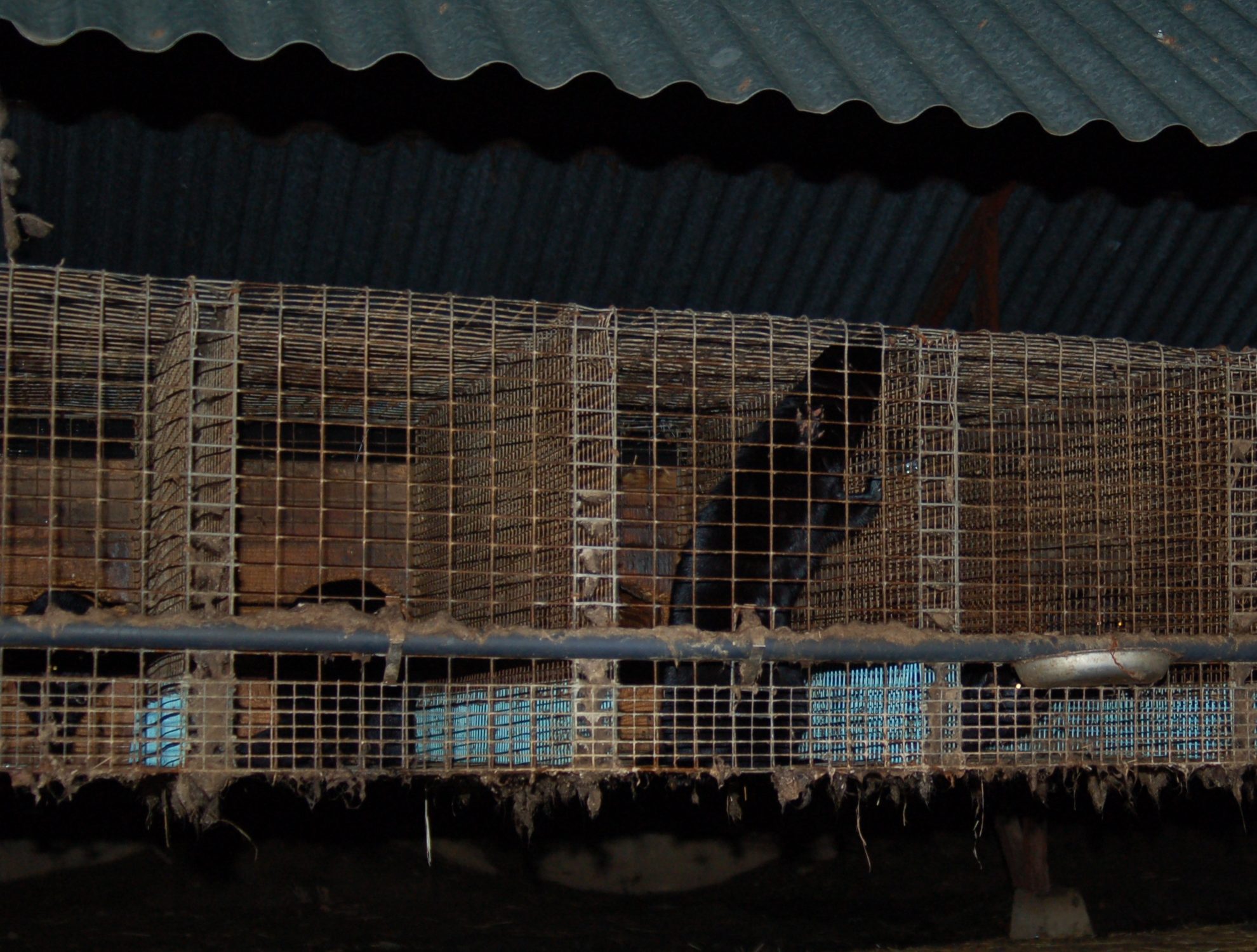 Proponen prohibir la cría de visones para proteger la salud pública en Estados Unidos