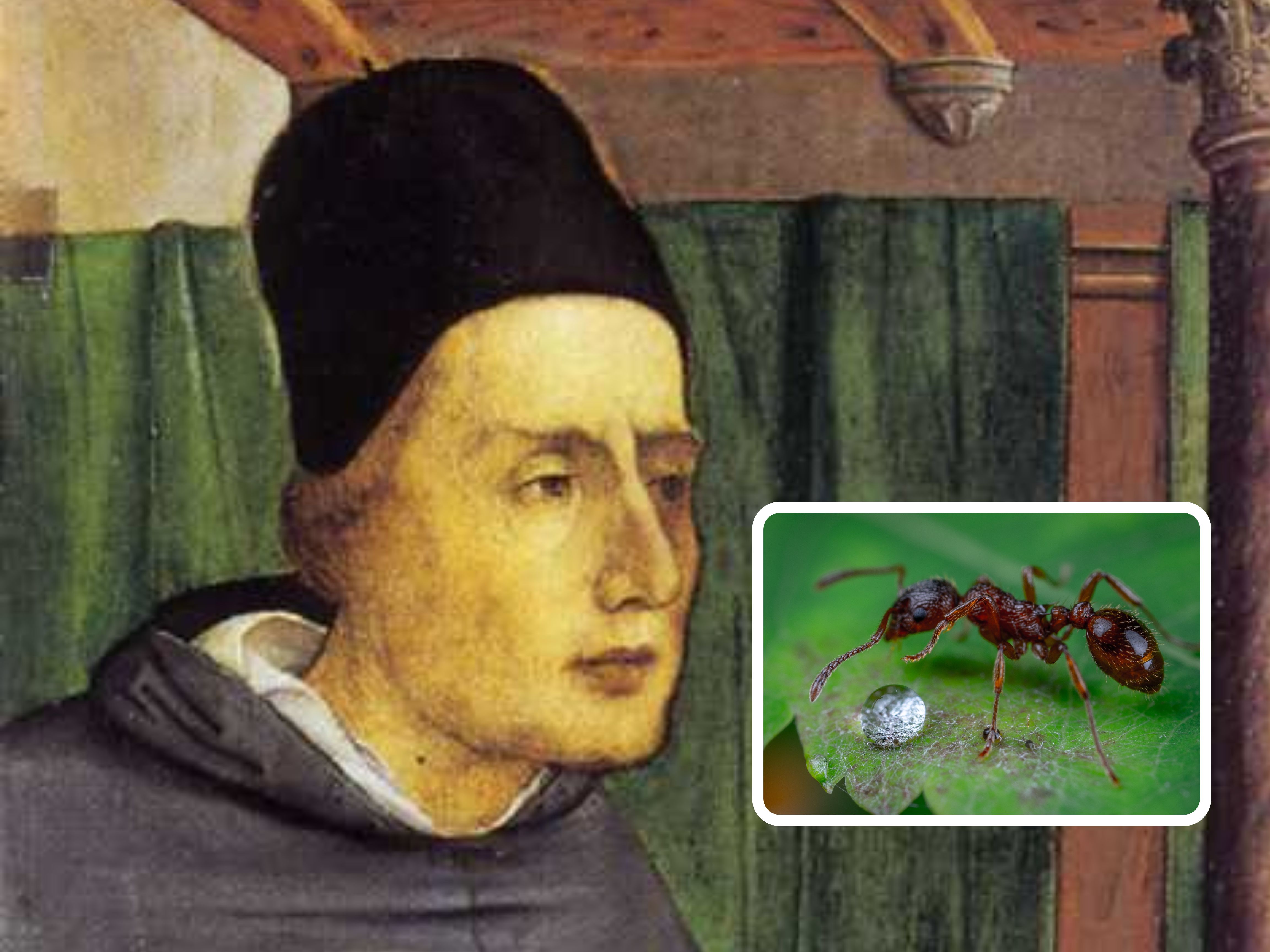 Alberto Magno: insectos y experimentación animal en el siglo XIII