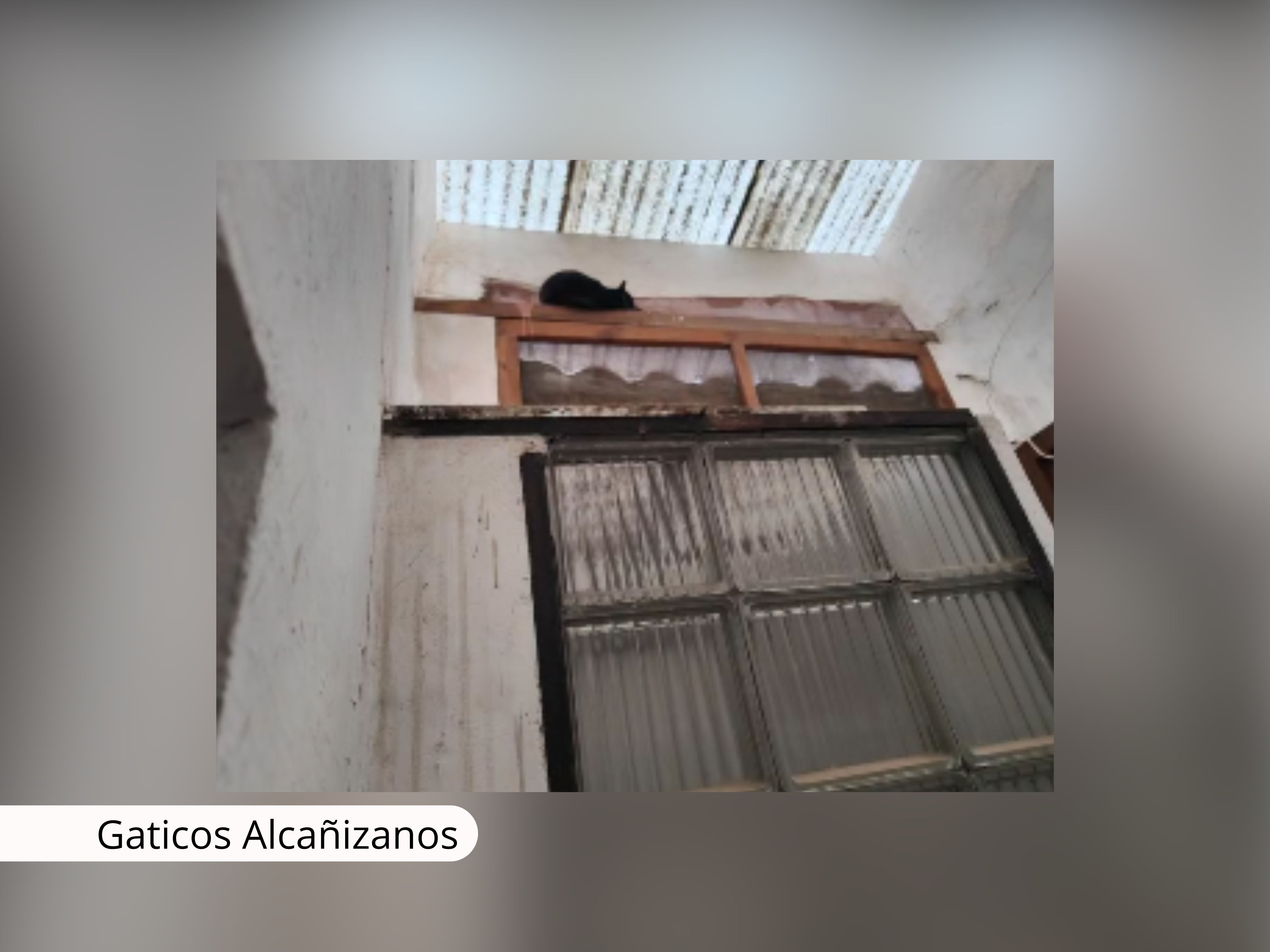 Una gata comunitaria de Alcañiz será rescatada tras casi un mes atrapada en un edificio vacío