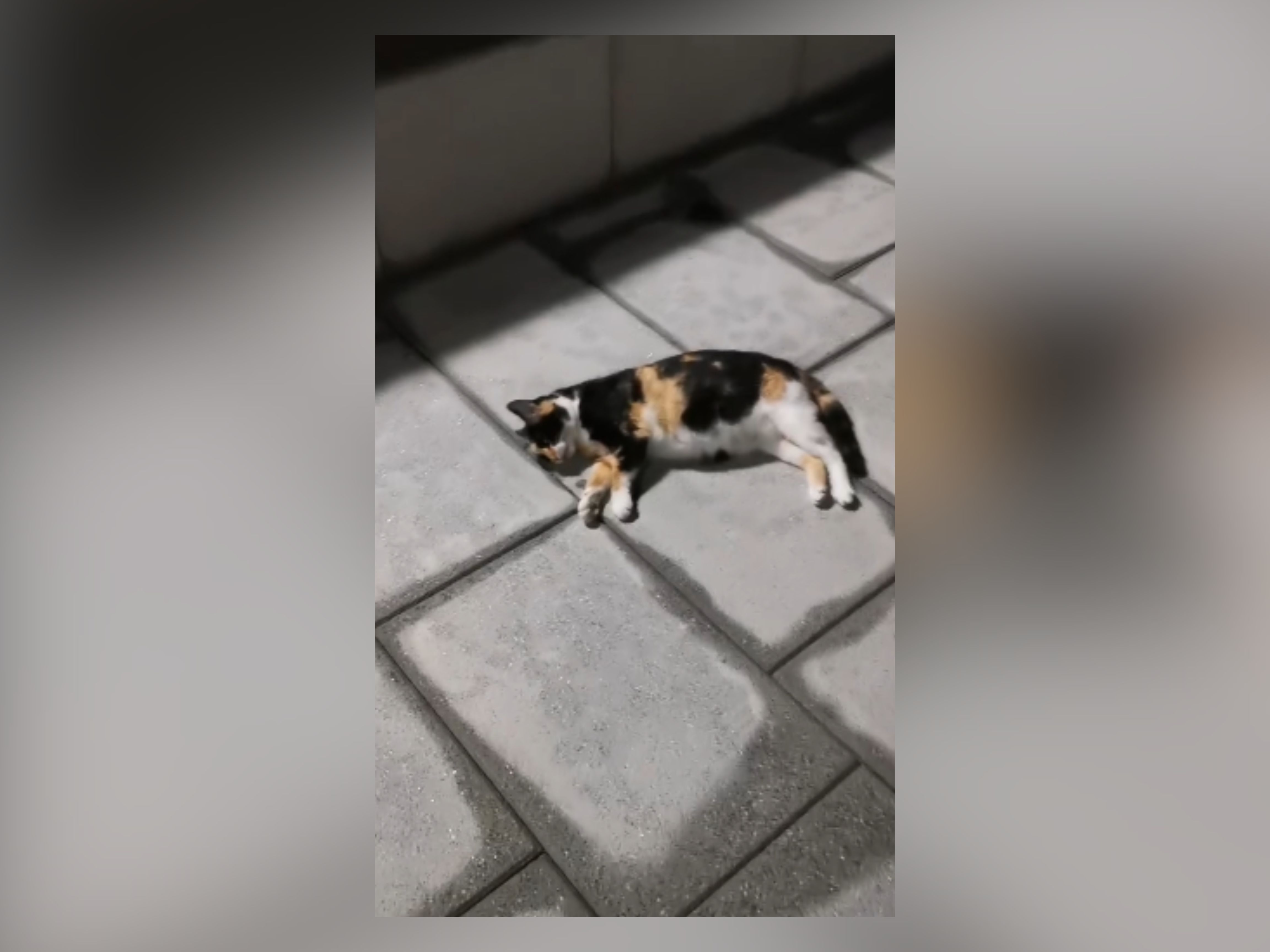 Ataques a una colonia felina y su alimentadora en un barrio de Madrid