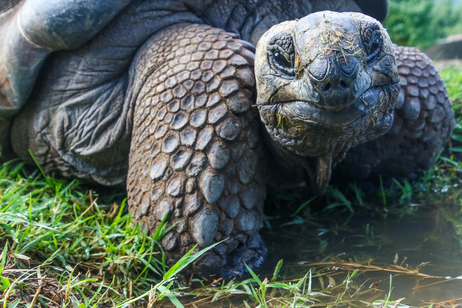 Tortuga terrestre