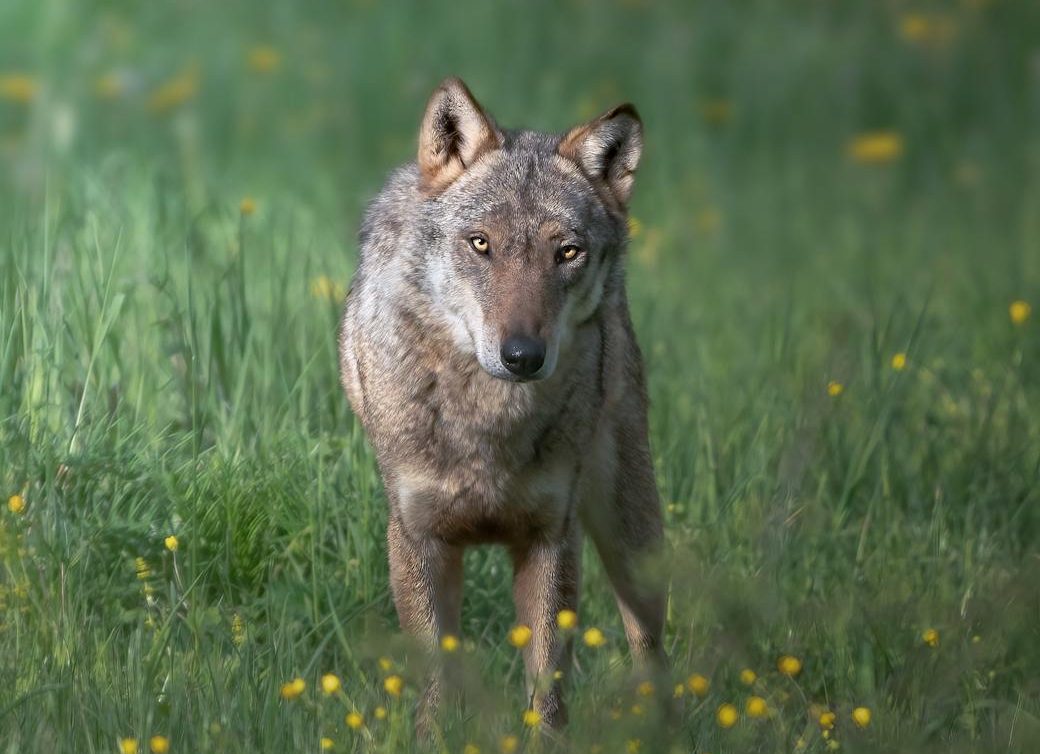 Defensa del lobo ibérico